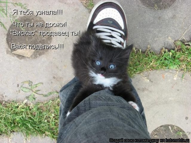 Смешные картинки про кошек с надписями (35 фото) #20
