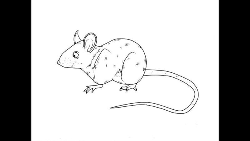 Рисунки мышки карандашом для детей (30 фото) #53