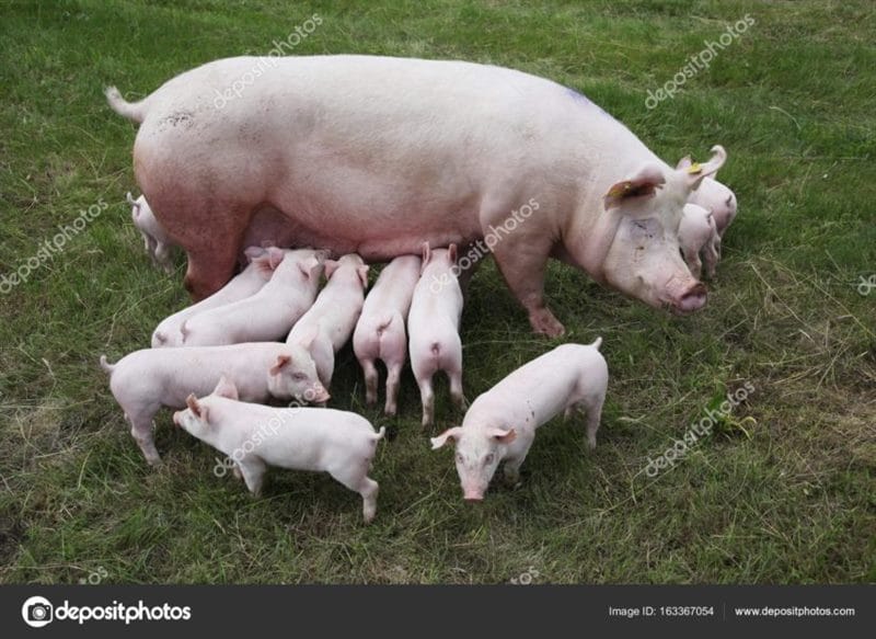 Смешные картинки про свиней (65 фото) #86