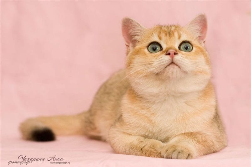 Картинки красивые котята (36 фото) #78