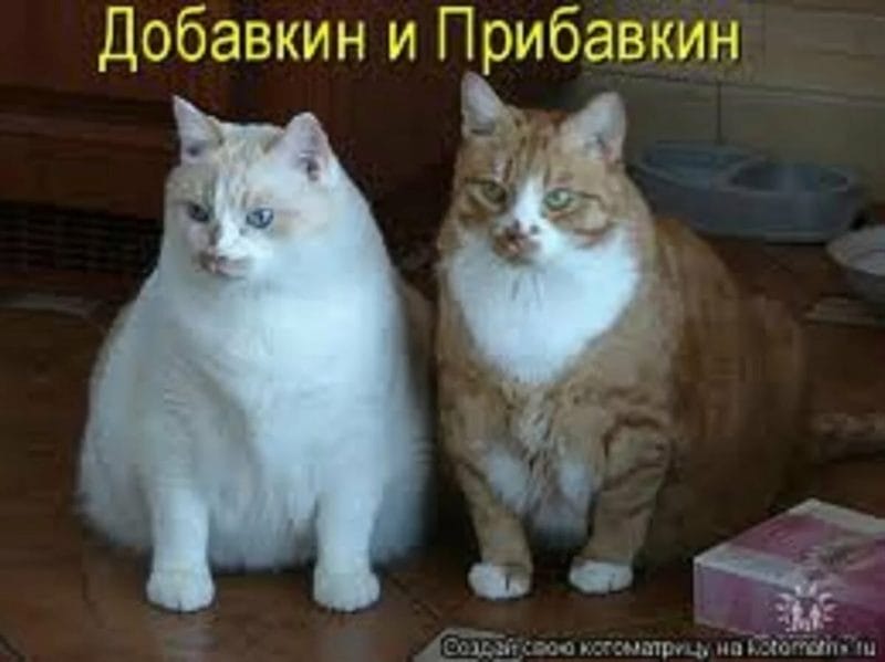 Смешные картинки про кошек с надписями (35 фото) #64
