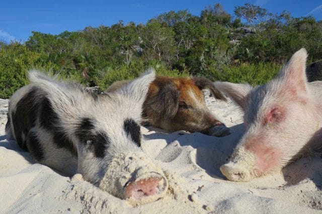 Смешные картинки про свиней (65 фото) #18