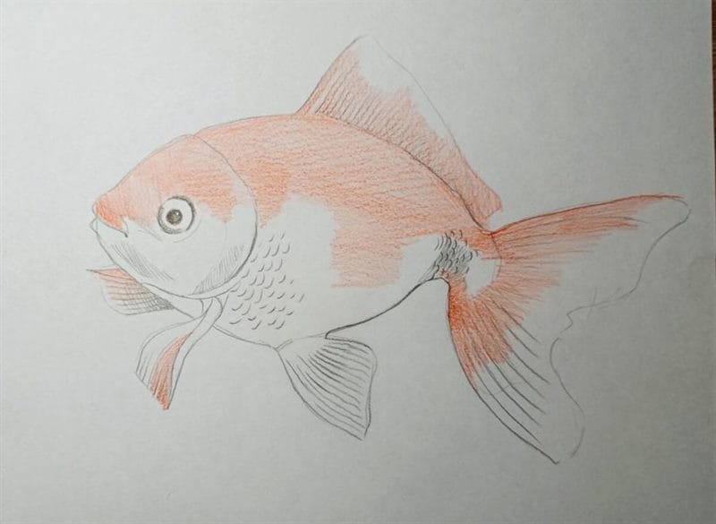 Рисунок карандашом сказка «Золотая рыбка» (20 фото) #40