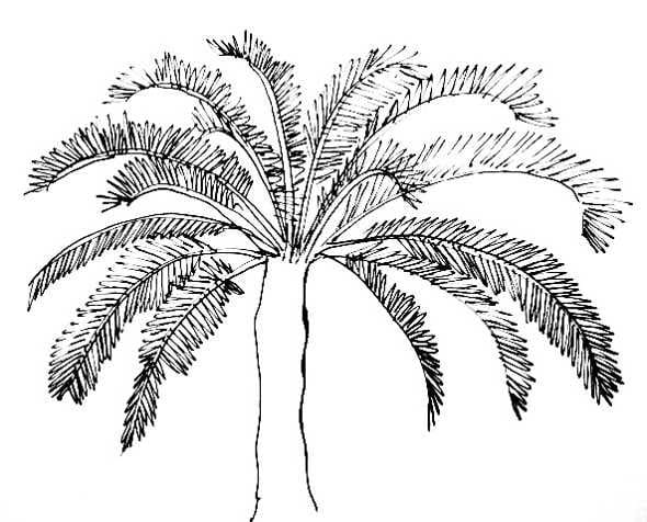 Рисунки карандашом пальма (30 фото) #21