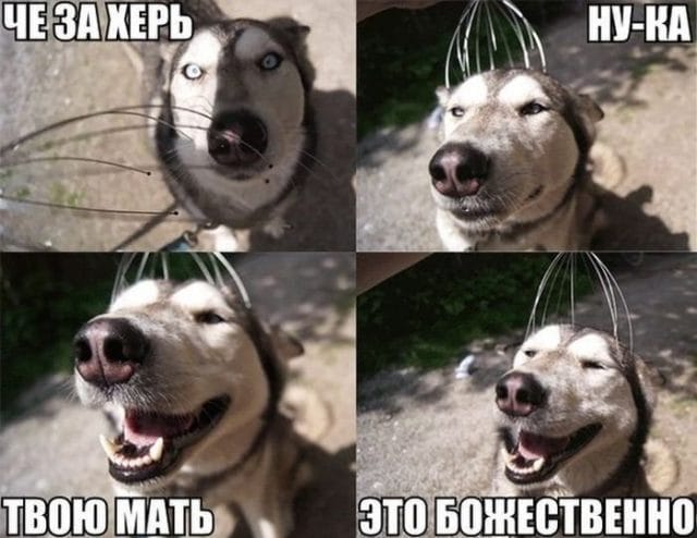 Смешные картинки с собаками с надписями (35 фото) #19