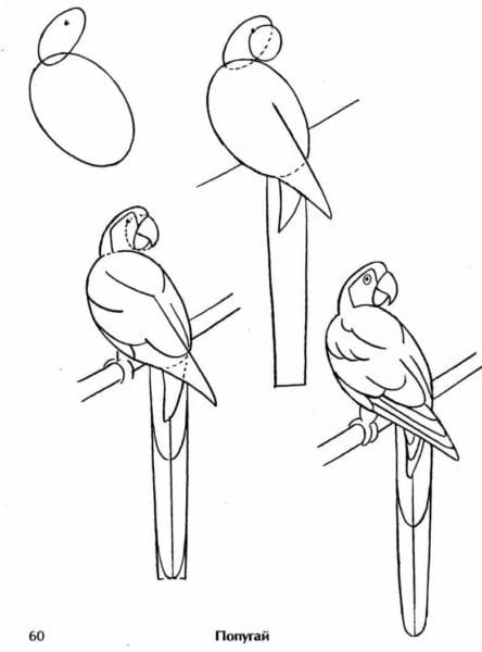 Рисунки для срисовки попугай (29 фото) #55