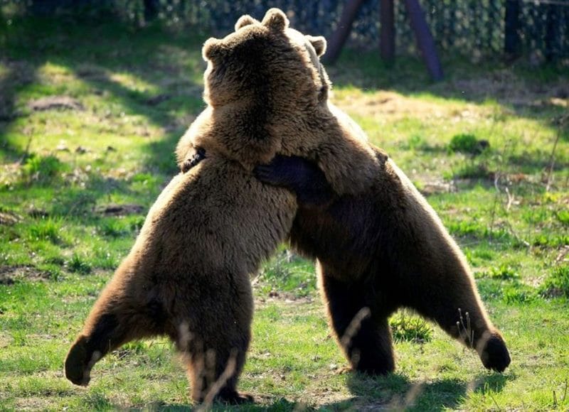 Смешные картинки с медведями (95 фото) #121