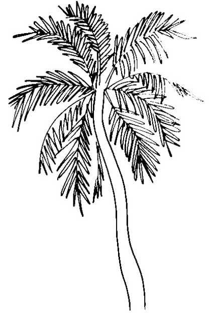 Рисунки карандашом пальма (30 фото) #22