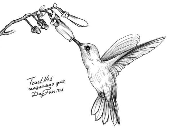 Рисунки птицы карандашом для детей (63 фото) #21