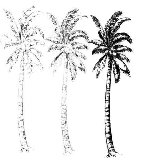Рисунки карандашом пальма (30 фото) #2