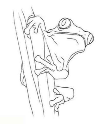 Рисунки лягушки для срисовки (40 фото) #2