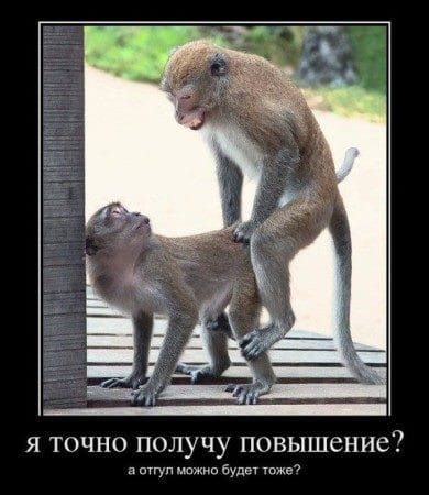 Смешные картинки обезьян (14 фото) #2