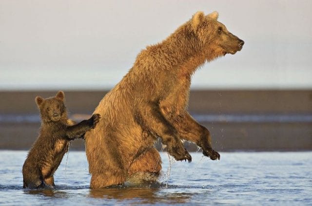 Смешные картинки с медведями (95 фото) #2