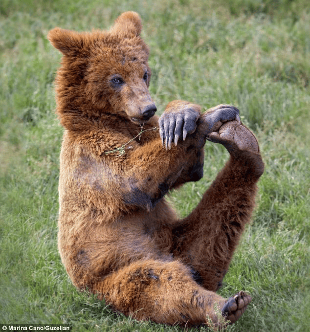 Смешные картинки с медведями (95 фото) #33