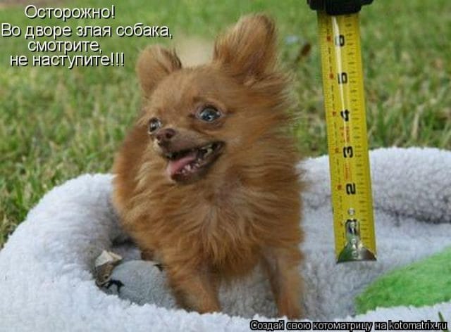 Смешные картинки с собаками с надписями (35 фото) #2