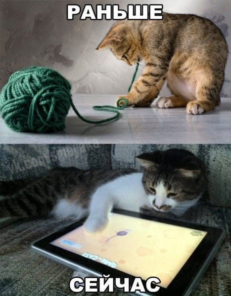 Смешные картинки про кошек с надписями (35 фото) #50