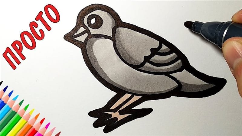 Рисунки птицы карандашом для детей (63 фото) #69
