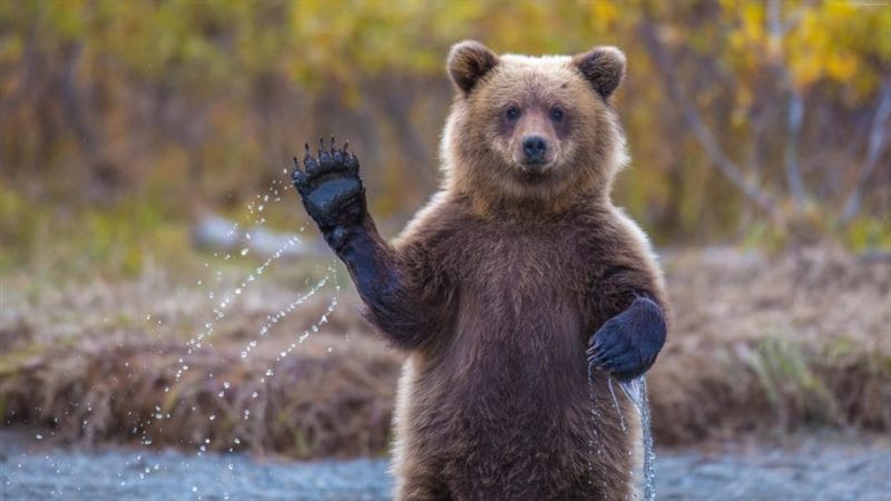 Смешные картинки с медведями (95 фото) #104