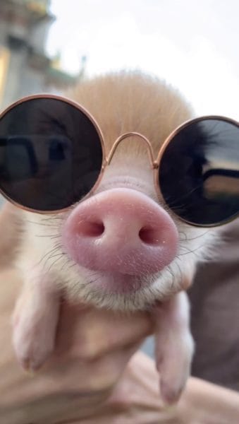 Смешные картинки про свиней (65 фото) #89