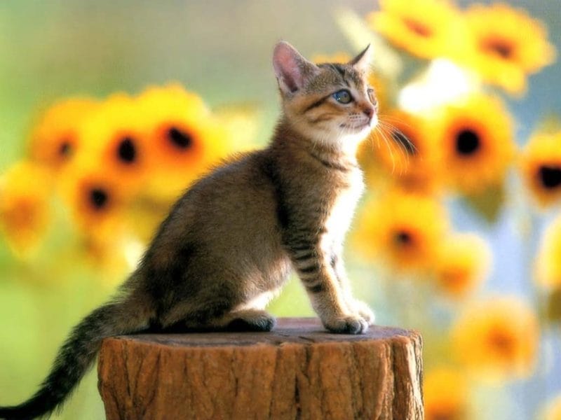 Картинки красивые котята (36 фото) #81