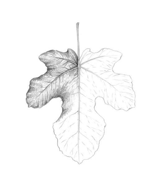 Рисунок карандашом дубовый лист (17 фото) #38