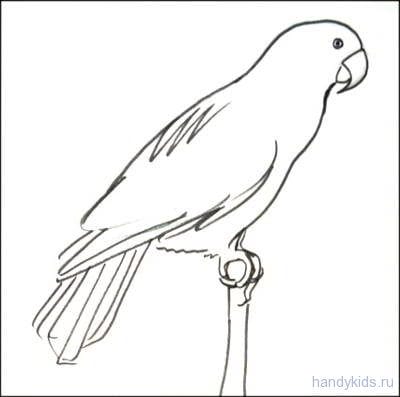 Рисунки для срисовки попугай (29 фото) #21