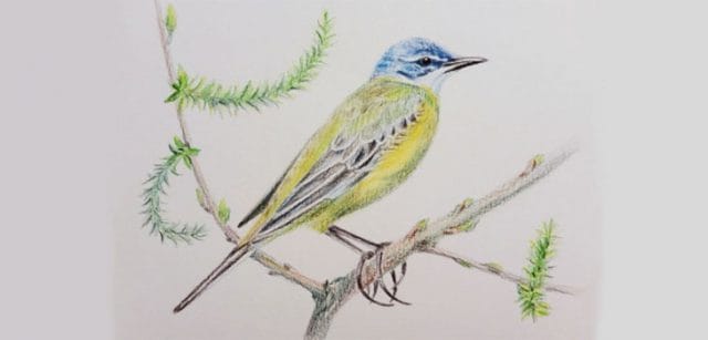Рисунки птицы карандашом для детей (63 фото) #22