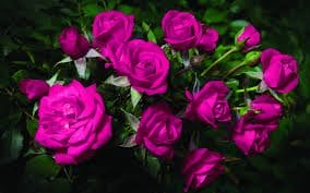 Самые красивые фото цветов и букетов роз (35 фото) #26
