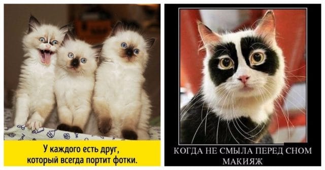 Смешные картинки про кошек с надписями (35 фото) #24