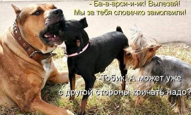 Смешные картинки с собаками с надписями (35 фото) #21