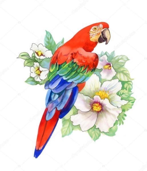 Рисунки для срисовки попугай (29 фото) #57