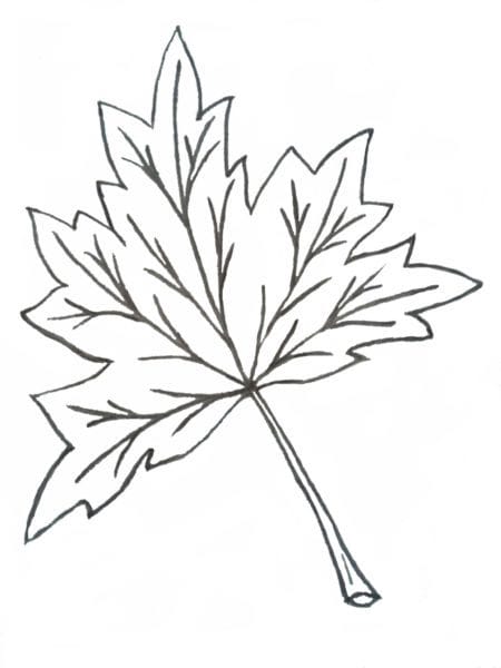 Рисунок карандашом дубовый лист (17 фото) #39