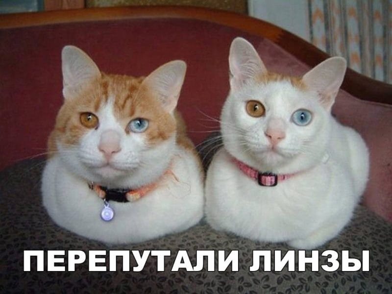 Смешные картинки про кошек с надписями (35 фото) #67