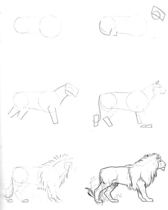 Рисунки карандашом для детей лев (30 фото) #24