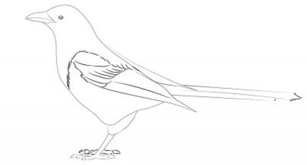 Рисунки птицы карандашом для детей (63 фото) #23