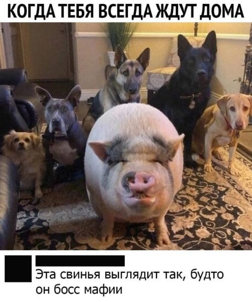 Смешные картинки про свиней (65 фото) #91