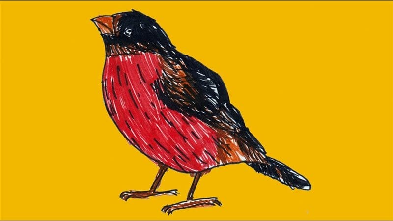 Рисунки птицы карандашом для детей (63 фото) #89