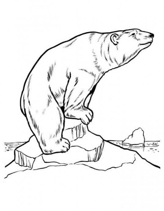 Рисунки медведя карандашом для детей (38 фото) #23
