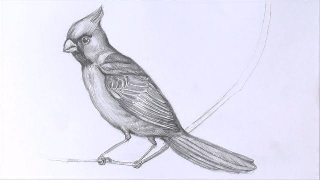 Рисунки птицы карандашом для детей (63 фото) #24