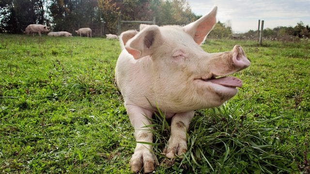 Смешные картинки про свиней (65 фото) #23