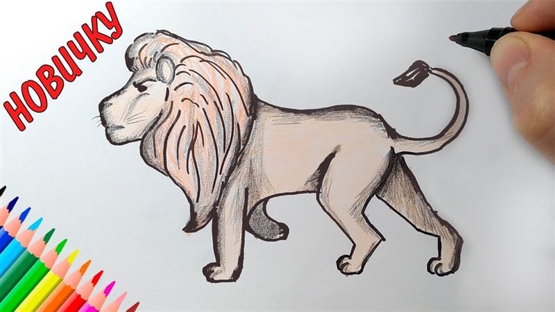 Рисунки карандашом для детей лев (30 фото) #57