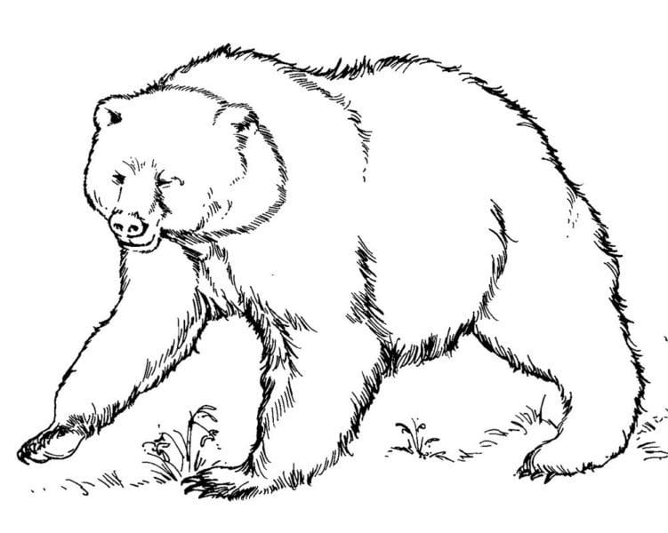 Рисунки медведя карандашом для детей (38 фото) #67