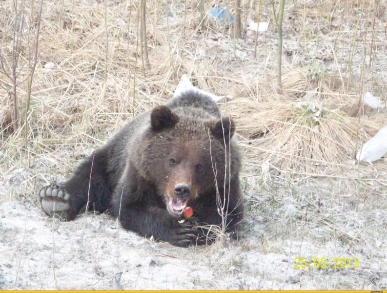 Смешные картинки с медведями (95 фото) #125