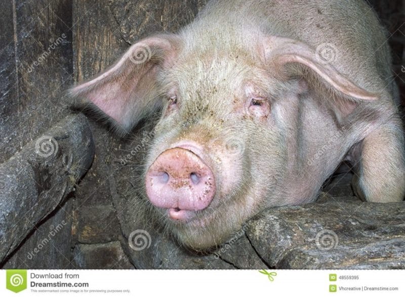 Смешные картинки про свиней (65 фото) #93