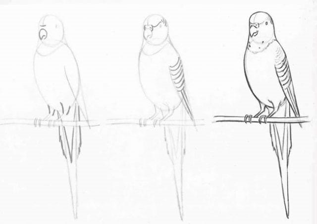 Рисунки для срисовки попугай (29 фото) #25