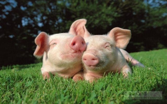 Смешные картинки про свиней (65 фото) #25