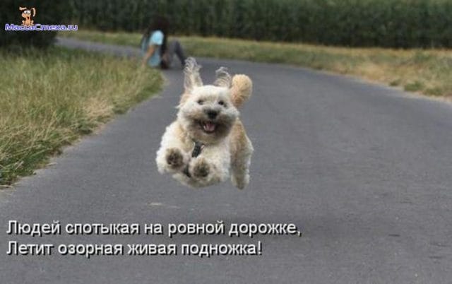 Смешные картинки с собаками с надписями (35 фото) #25