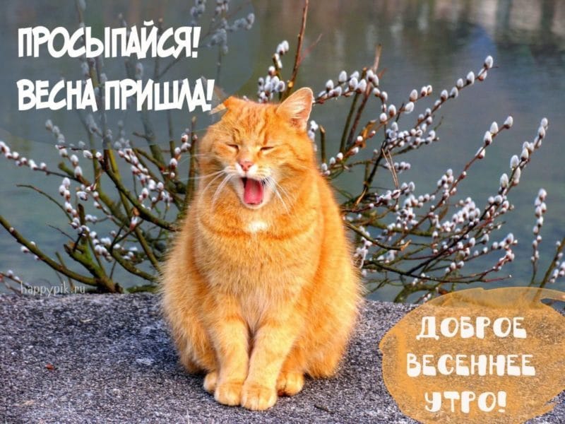 Смешные картинки про кошек с надписями (35 фото) #71