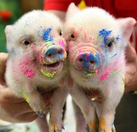 Смешные картинки про свиней (65 фото) #26
