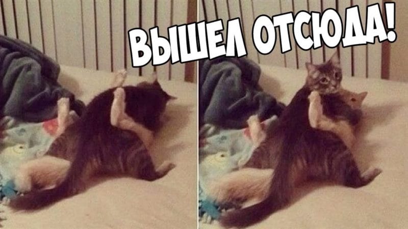 Смешные картинки про кошек с надписями (35 фото) #72